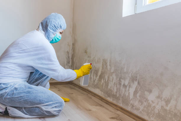 Licensed Mold Remediation service in Highland Park, PA - WQB Mold Removal
